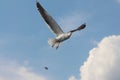 A seagull is flying on the sky. Royalty Free Stock Photo