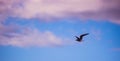 A seagull flying in the sky