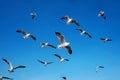 The seagull is flying in the sky with day light Royalty Free Stock Photo