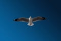 The seagull is flying in the sky with day light Royalty Free Stock Photo