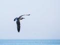 Seagull flying in the sky during the day over the sea Royalty Free Stock Photo