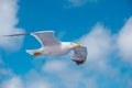 Flying European seagull