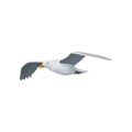 Seagull flying in the sky, gray and white sea bird with wings spread vector Illustration on a white background Royalty Free Stock Photo