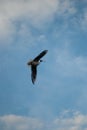 the seagull flying on the sky Royalty Free Stock Photo