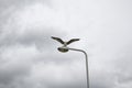 Seagull flying sky Royalty Free Stock Photo