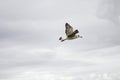 Seagull flying sky Royalty Free Stock Photo