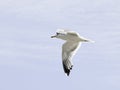 Seagull flying sky Royalty Free Stock Photo