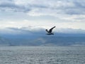 Seagull flying in the sky over Lake Baikal Royalty Free Stock Photo