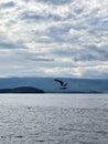 Seagull flying in the sky over Lake Baikal Royalty Free Stock Photo