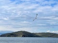 Seagull flying in the sky over Lake Baikal Royalty Free Stock Photo