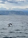 Seagull flying in the sky over Lake Baikal Royalty Free Stock Photo