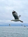 Seagull flying in the sky over Lake Baikal Royalty Free Stock Photo