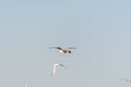 Seagull is flying in sky over the sea waters with food on its mouth in corniche park, Dammam, Saudi Arabia Royalty Free Stock Photo