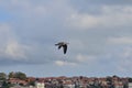 Seagull flying in the sky over houses