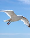 Seagull flying in the sky Royalty Free Stock Photo