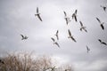 Seagull flying in the sky. Royalty Free Stock Photo