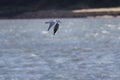 Seagull flying on the sky - ringed bird - number 2a99