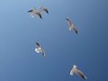 seagull flying sky sea blue Royalty Free Stock Photo