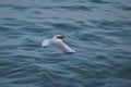 Seagull flying in the sky . seagulls are flying against the beach . A seagull going in for a landing in tumwater Water falls park Royalty Free Stock Photo