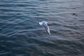 Seagull flying in the sky . seagulls are flying against the beach . A seagull going in for a landing in tumwater Water Royalty Free Stock Photo