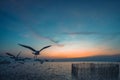 Seagull flying in the sky Royalty Free Stock Photo