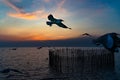 Seagull flying in the sky Royalty Free Stock Photo