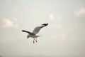 Seagull flying in the sky during sunset Science name is Charadriiformes Laridae . Selective focus and shallow depth of field.