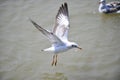 Seagull flying Royalty Free Stock Photo