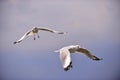Seagull flying Royalty Free Stock Photo
