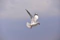 Seagull flying Royalty Free Stock Photo