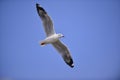seagull flying Royalty Free Stock Photo