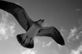 Seagull flying with its wings open Royalty Free Stock Photo
