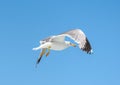 Seagull is flying and soaring over blue sea. Royalty Free Stock Photo