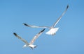 Seagull is flying and soaring over blue sea. Royalty Free Stock Photo