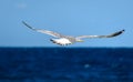 Seagull is flying and soaring over blue sea. Royalty Free Stock Photo