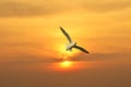 Seagull flying in the sunset above the sea Royalty Free Stock Photo