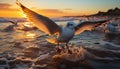 Seagull flying, sunset, animal outdoors, water, animals in the wild, sun, blue, beak, freedom generated by AI Royalty Free Stock Photo