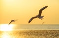 Seagull Flying Into the Sunset at Bangpu, Thailand Royalty Free Stock Photo