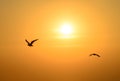 Seagull Flying Into the Sunset at Bangpu, Thailand Royalty Free Stock Photo