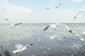 Seagull Flying Into the Sunset at Bangpu, Thailand Royalty Free Stock Photo