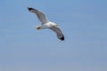 Seagull flying at sunset in Greece Royalty Free Stock Photo