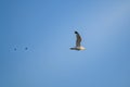 Seagull flying in the sunset light Royalty Free Stock Photo