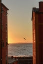 Seagull flying in sunset light, Camogli, Italy Royalty Free Stock Photo