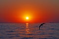 Seagull flying through sunset at Odessa beach