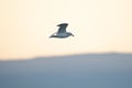 Seagull flying in the sunset sky over the mountains, close-up Royalty Free Stock Photo
