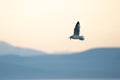 Seagull flying in the sunset sky over the mountains, close-up Royalty Free Stock Photo