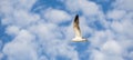 Seagull flying to the left on a blue sky with white clouds Royalty Free Stock Photo
