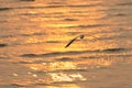 Seagull flying to the sea Royalty Free Stock Photo