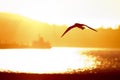 Seagull flying to sunset