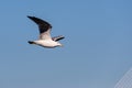 Seagull flying towards the bridge of Cadiz